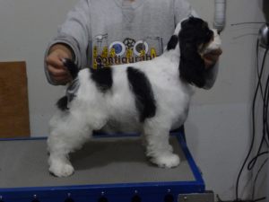 Puppies12weeks 016